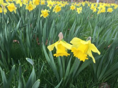 2月のオランダ観光と服装