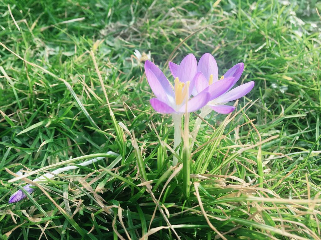 オランダの花の時期 季節まとめ オランダjp
