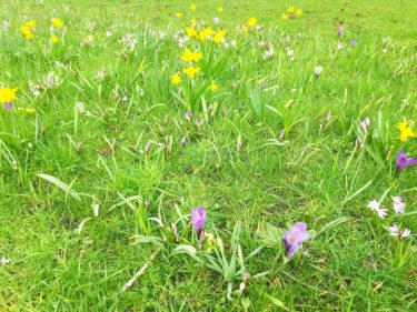 クロッカス休暇