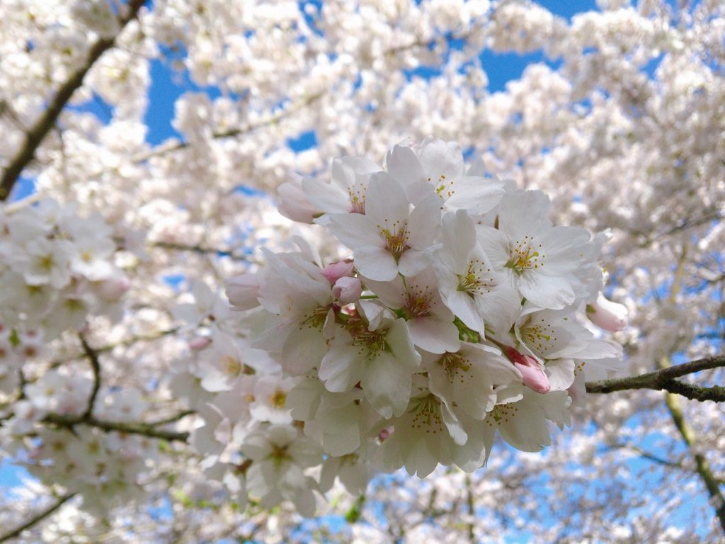 オランダの花の時期 季節まとめ オランダjp