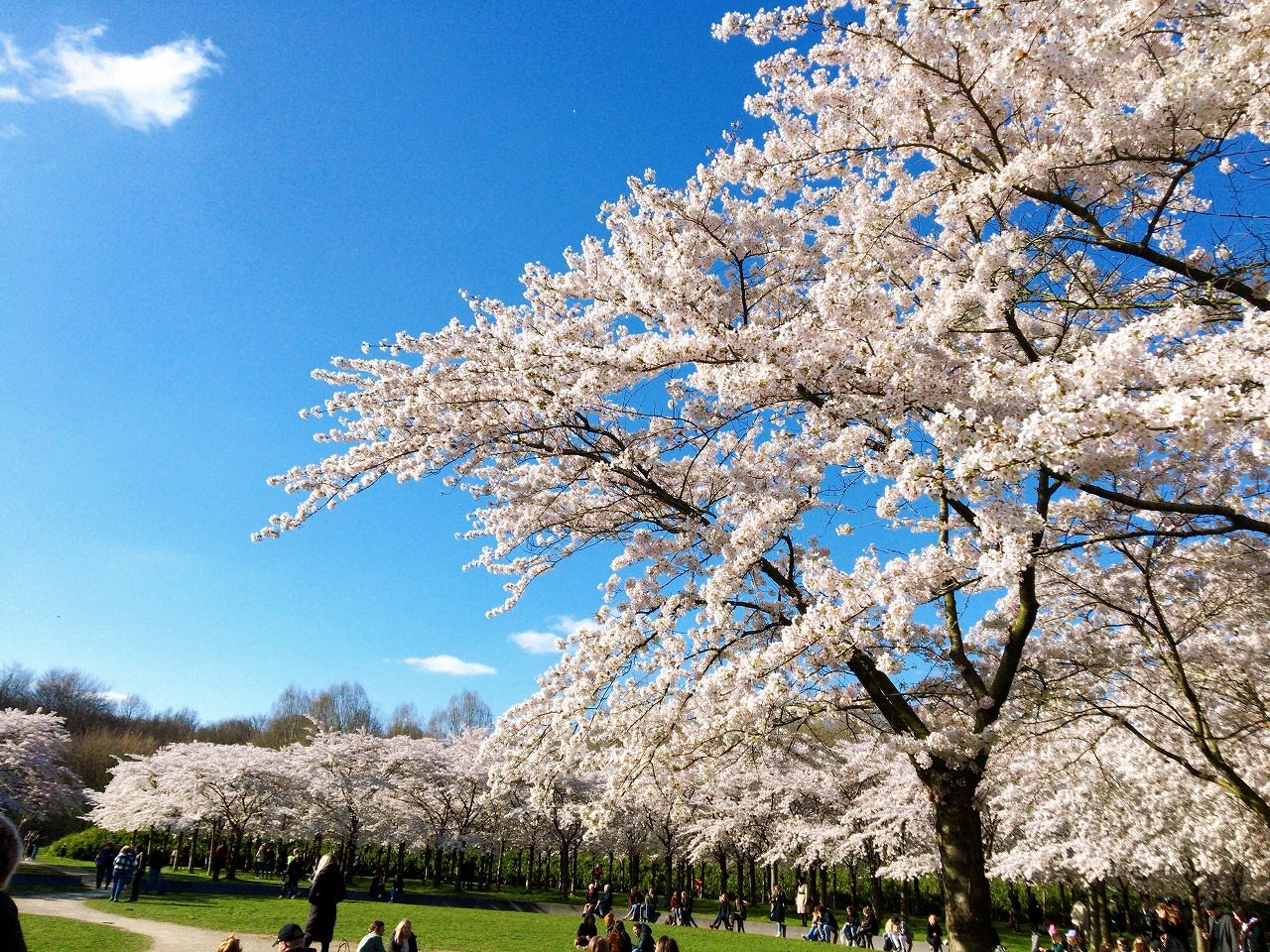 オランダで桜 アムステルダムのボス公園