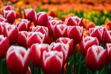オランダの花畑 キューケンホフ公園 動画 オランダ Jp