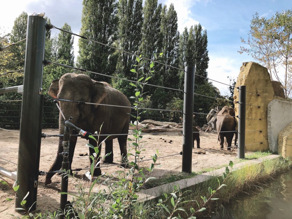 オランダのおすすめ動物園6選│オランダjp