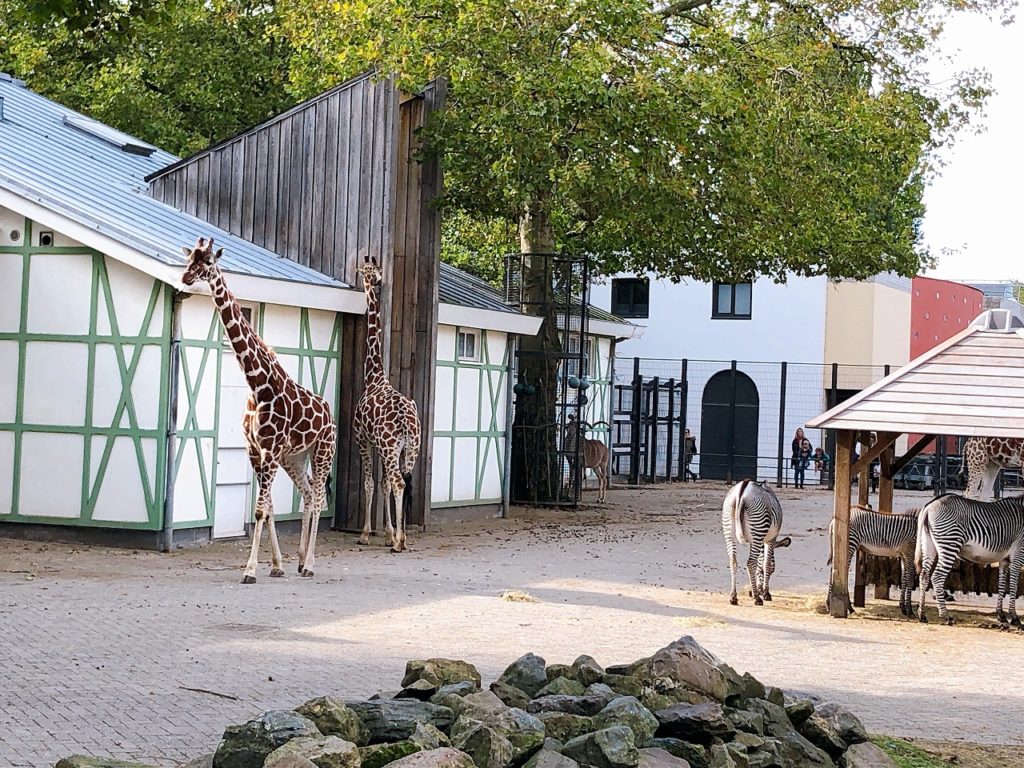 アムステルダムの動物園アルティスARTIS│オランダjp