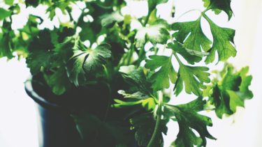 西洋野菜の和名はオランダだらけ Oranda Jp オランダジェーピー