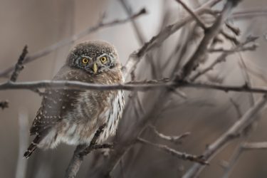 オランダ語で鳥の名前