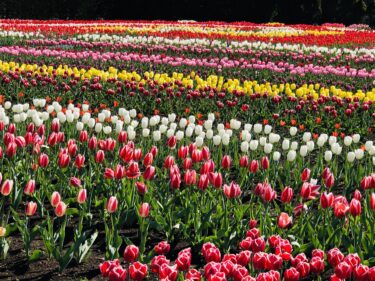 2021年日本で開催 オランダのイベントまとめ