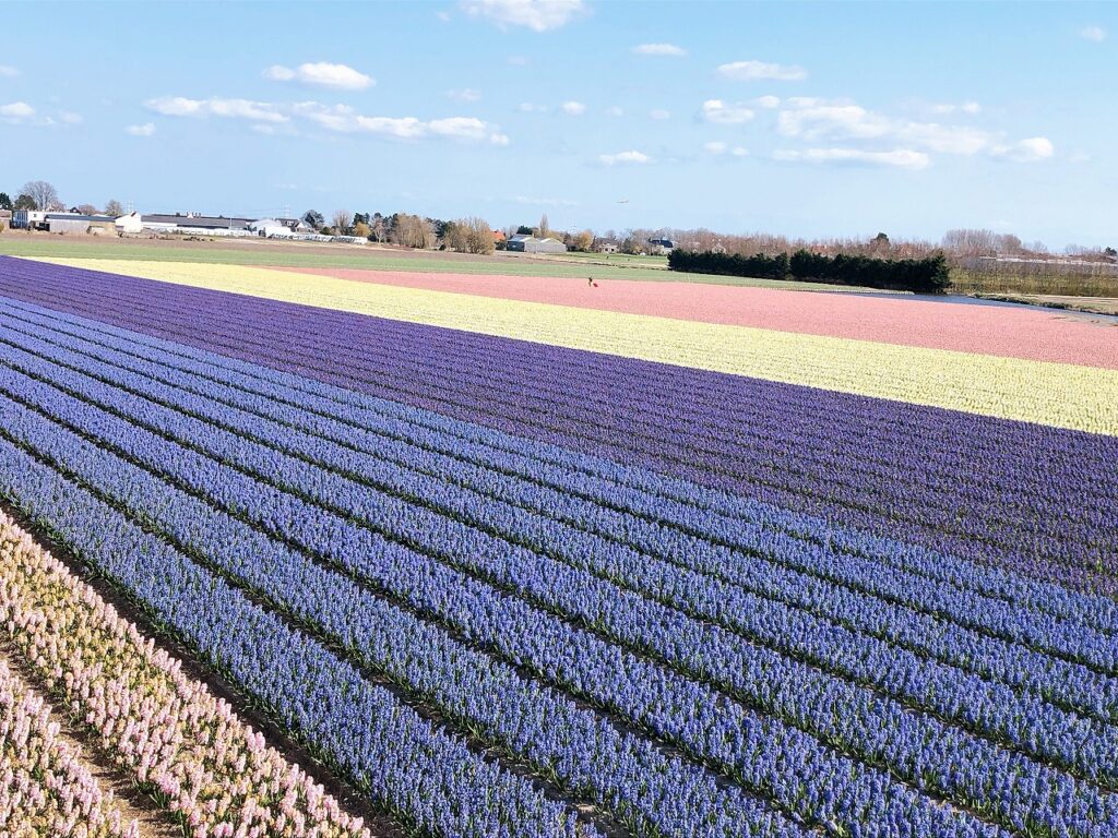 お花畑でラッタッタ！ オランダの花畑・花の絨毯│オランダjp