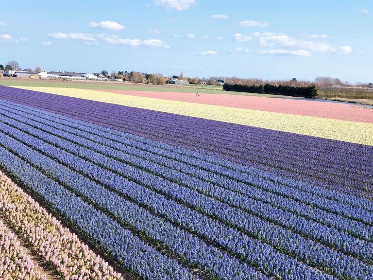 お花畑でラッタッタ！ 八重咲き カリブラコア ロージーズ ローズ○花付き良 高橋一生