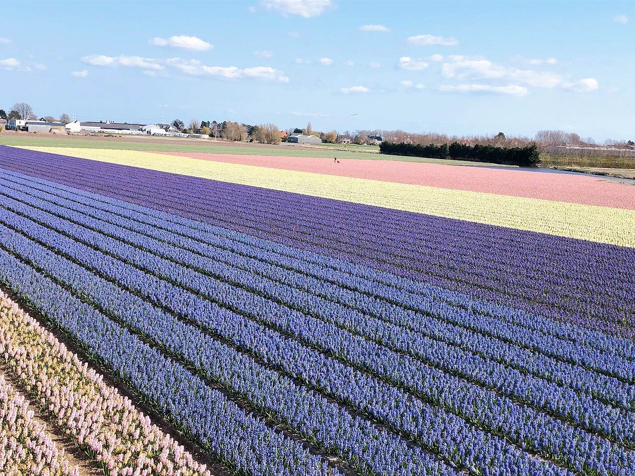 オランダの花畑 花の絨毯 オランダjp