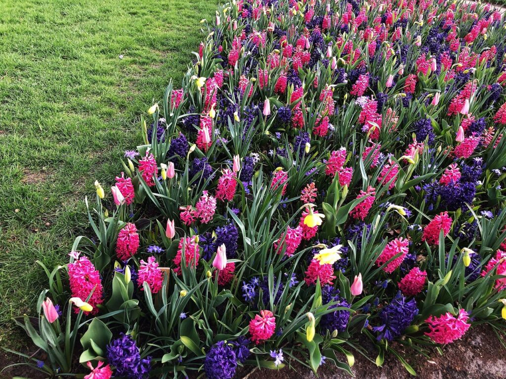 オランダの花の時期 季節まとめ オランダjp