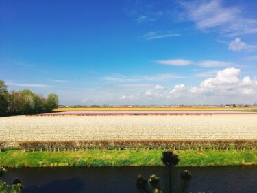 オランダの花の時期・季節まとめ