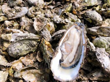 オランダの牡蠣は無料で取り放題！？