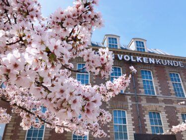 【オランダ】ライデンで桜のお花見