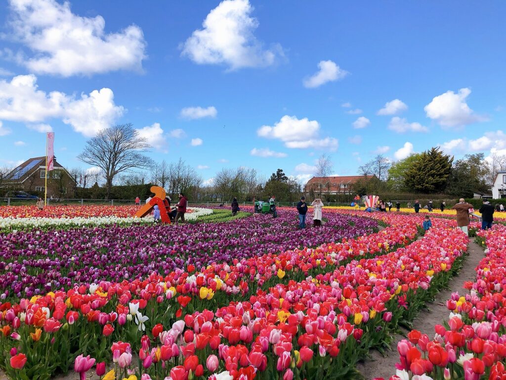 オランダでインスタ映えチューリップを撮影 The Tulip Barn オランダjp