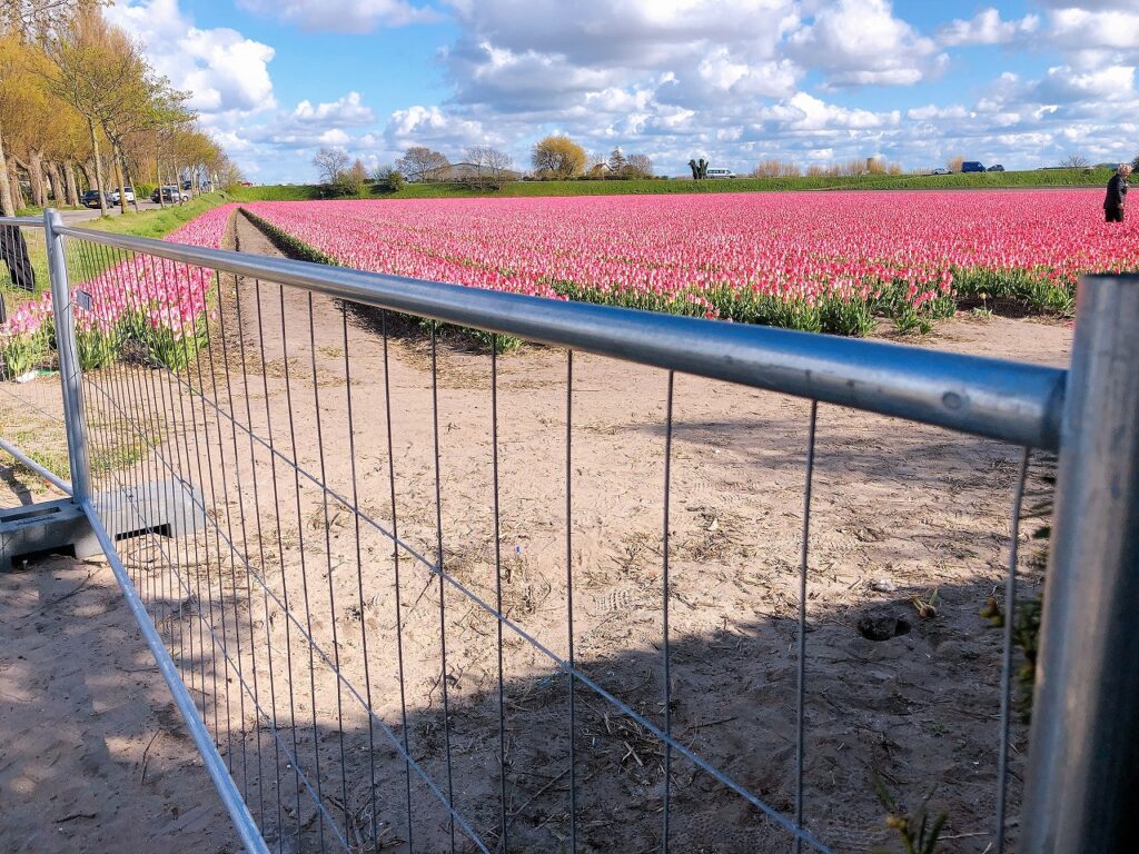 オランダでインスタ映えチューリップを撮影 The Tulip Barn オランダjp