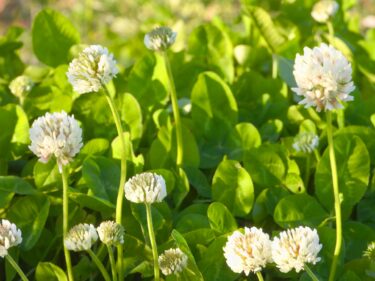 花の和名はオランダだらけ？