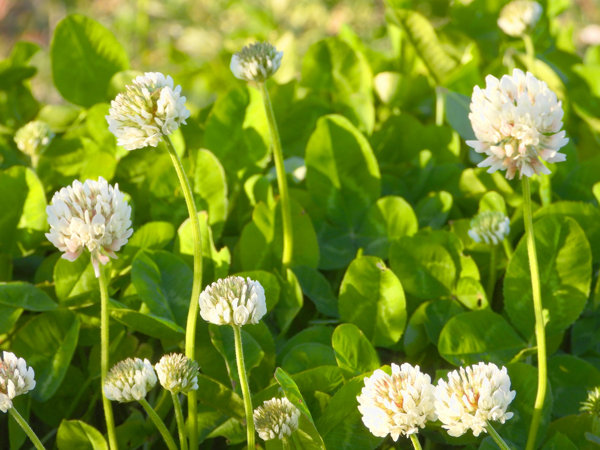 花の和名はオランダだらけ オランダジェーピー Oranda Jp