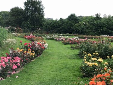 オランダのバラ園・ウェストブルック公園