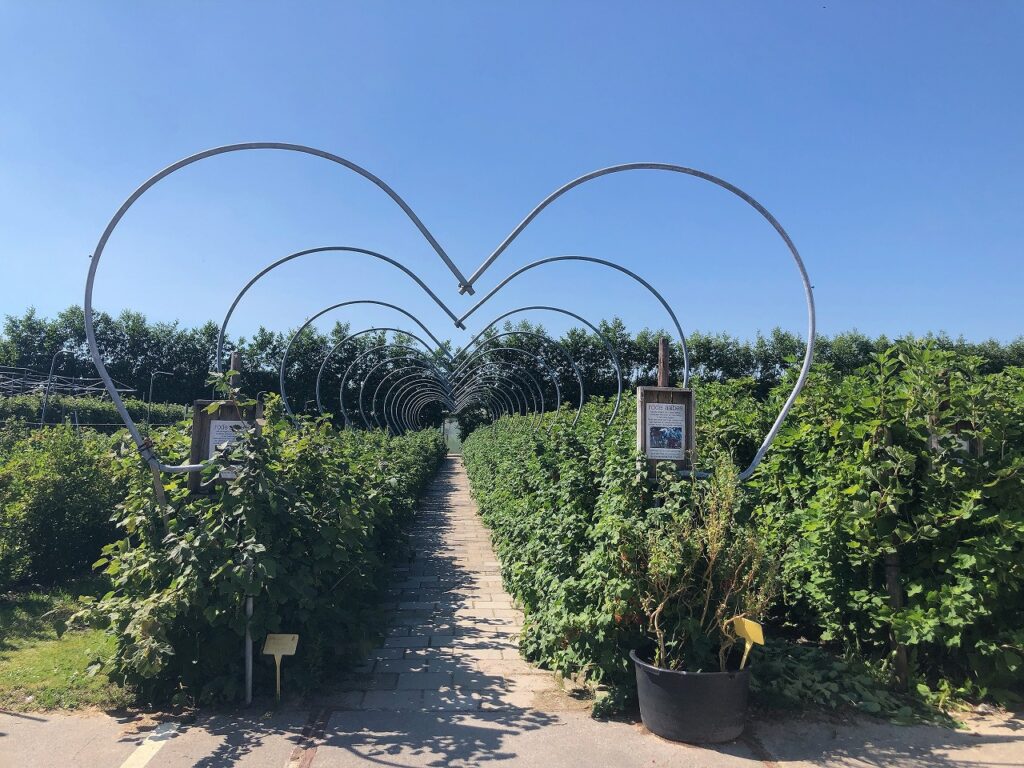 オランダでいちご狩りvan Reeuwijk Fruit Flowers Oranda Jp オランダジェーピー