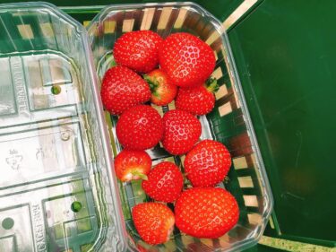 オランダでいちご狩りVan Reeuwijk Fruit & Flowers