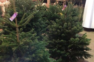 生木のクリスマスツリー購入