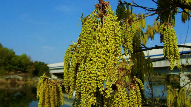 花粉症 オランダの花粉症と花粉情報│オランダjp