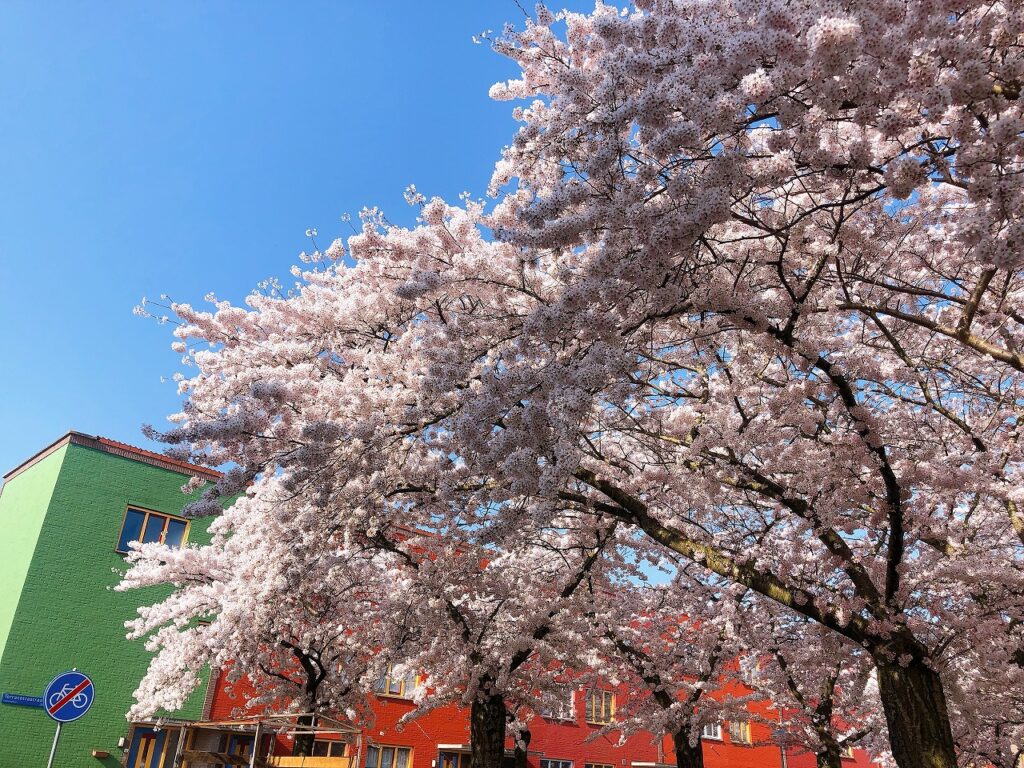 桜並木 DouglasLaingEpicurean&TheIleachCASK(桜並木様 桜並木 Cherry