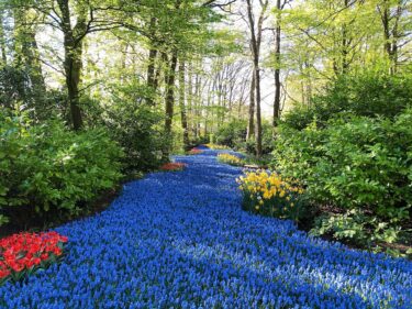 キューケンホフ公園が見頃の時期・ベストシーズン