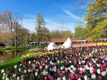 キューケンホフツアー日本発・現地ツアーまとめ【オランダ・2024】