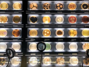 アムステルダムの微生物博物館Micropia