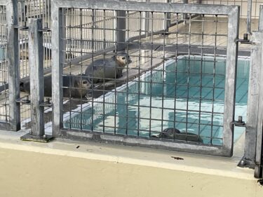 オランダのアザラシ幼稚園 ある場所はどこ？どんな施設？